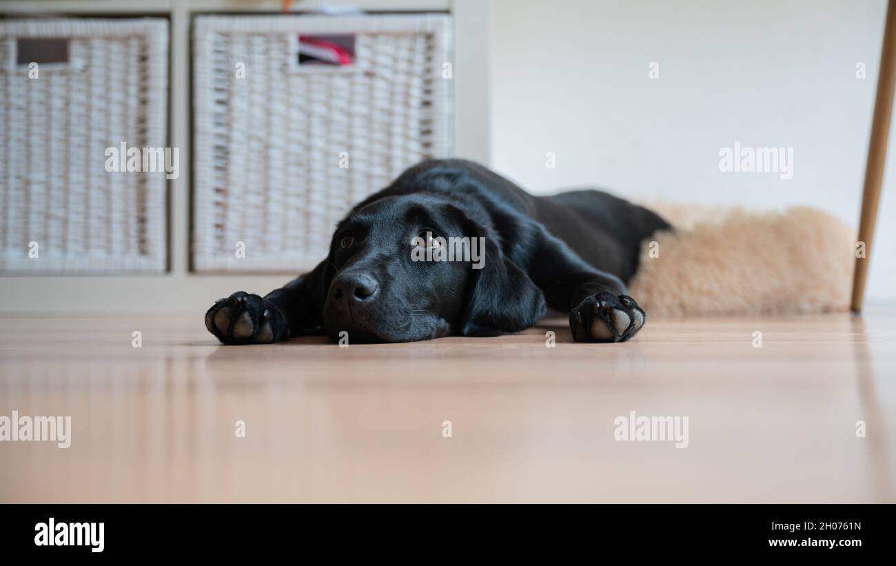 Labrador Napping Labrador napping hi-res stock photography and images - Alamy