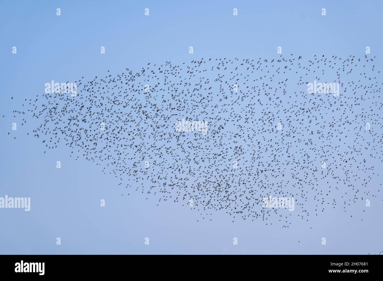 birds migration - many golden plovers form a figure in the blue sky Stock Photo