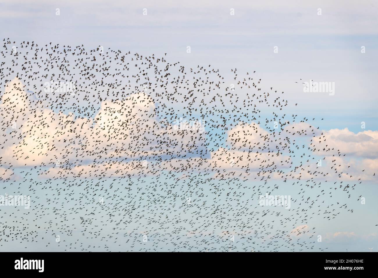 birds migration - many golden plovers form a figure in the blue sky Stock Photo
