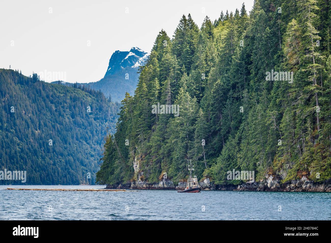 A tugboat tows a log boom alongside a forested shore in a narrow coastal passage, with a steep, snow topped peak in the background (British Columbia). Stock Photo