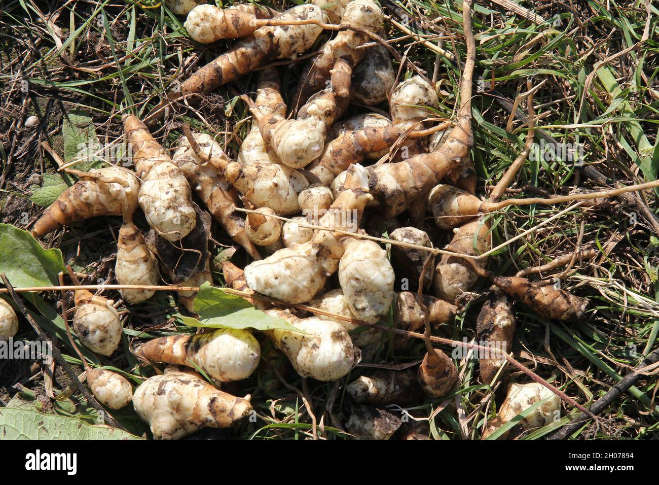 Sunchoke roots, fresh harvest, collected on the field. Close up Stock Photo