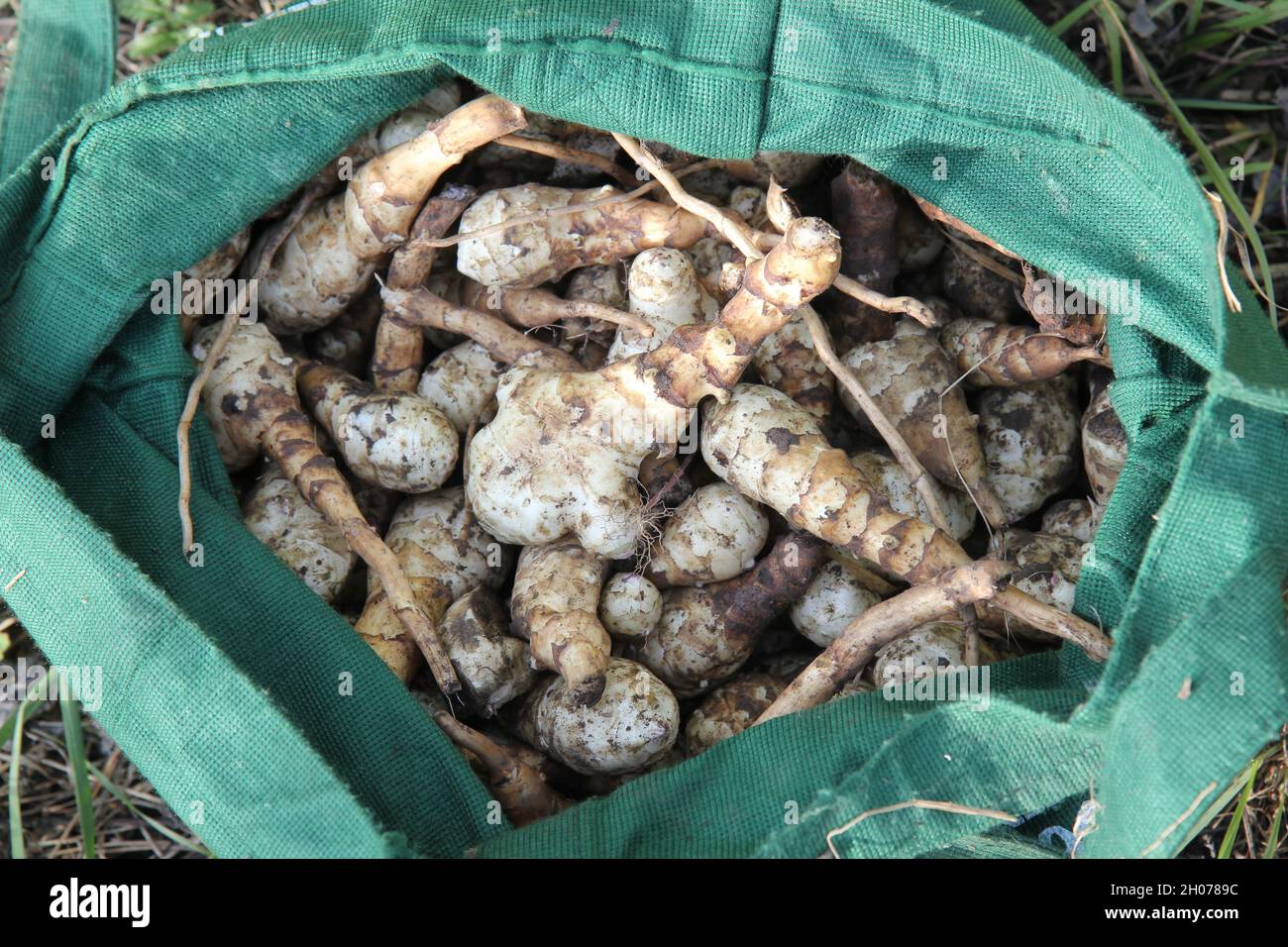 Fresh topinambour harvest, sunchoke from field, collected in a green bag. Symbol for field work, agriculture, healthy roots. Stock Photo