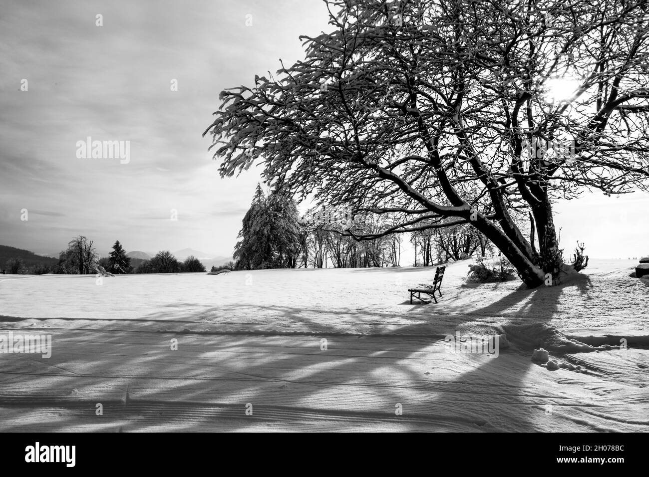 Idyllic winter landscape with snow covered tree and bench. Black and ...