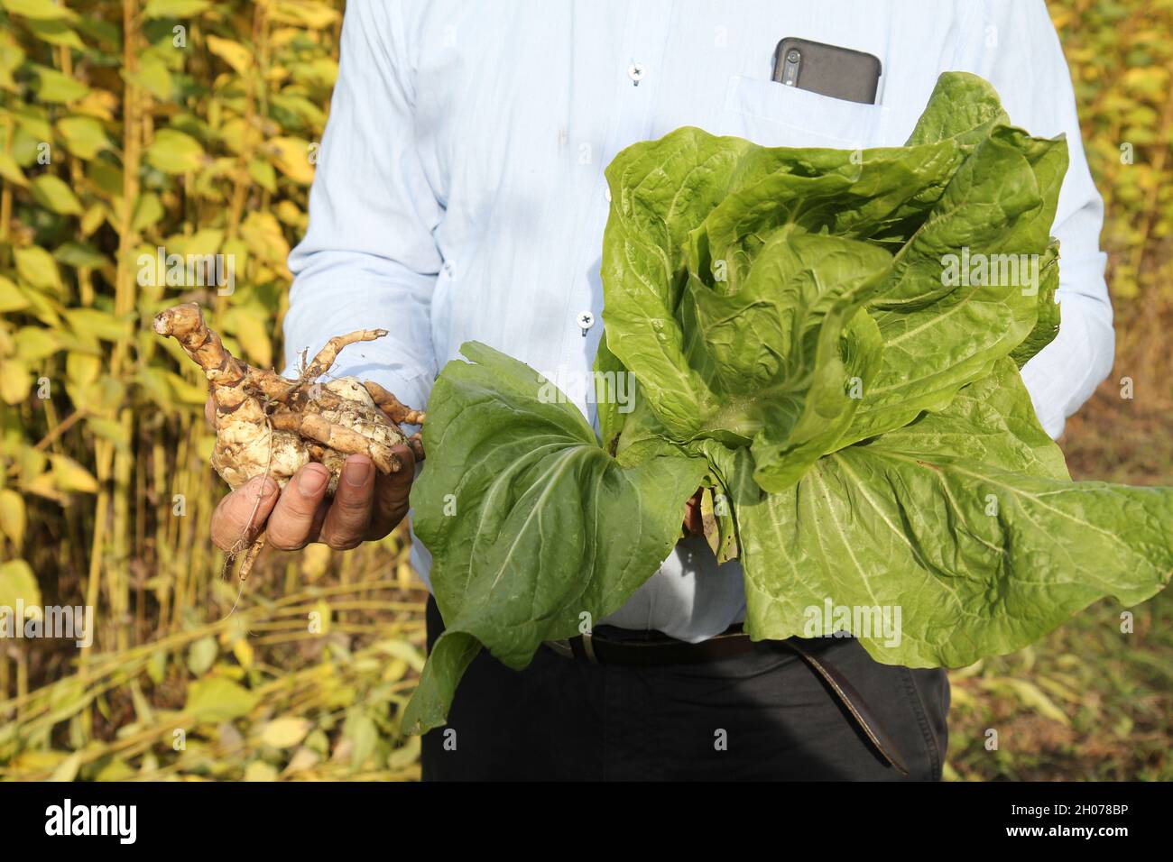 Autumn harvest: Man holding earthy vegetables as topinambour, sunchoke, sugarloaf in hand. Stock Photo