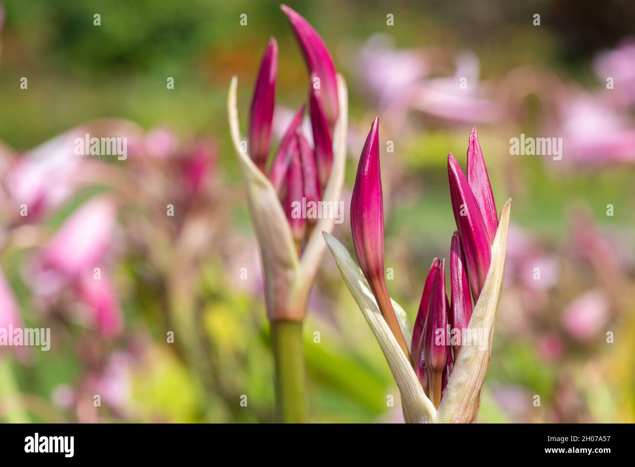 Close up of buds on a crinum moorei flower Stock Photo