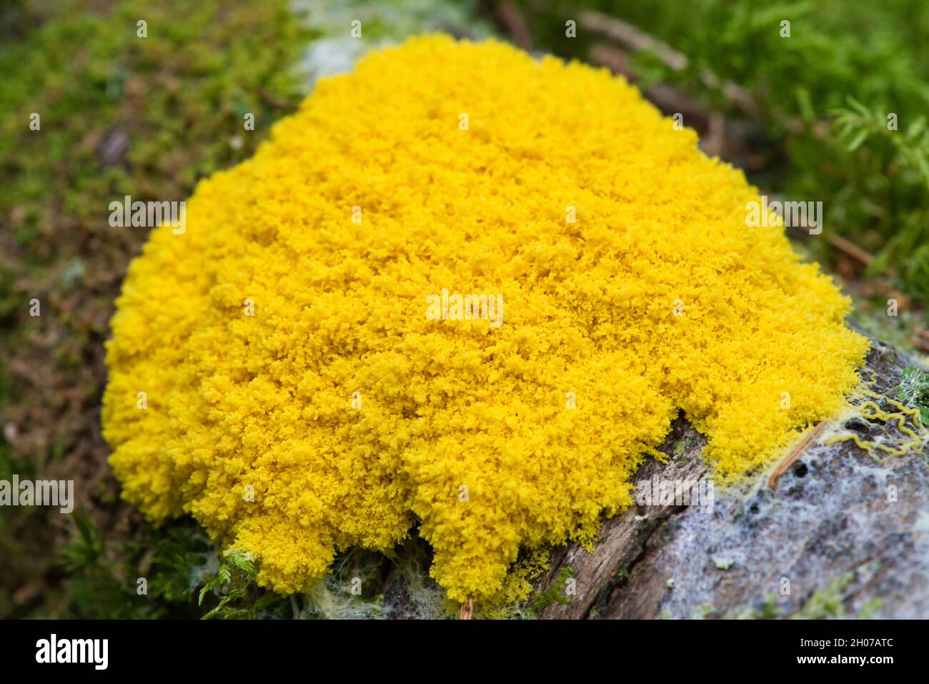 A Fuligo septica growing on a stump it a forest. Stock Photo