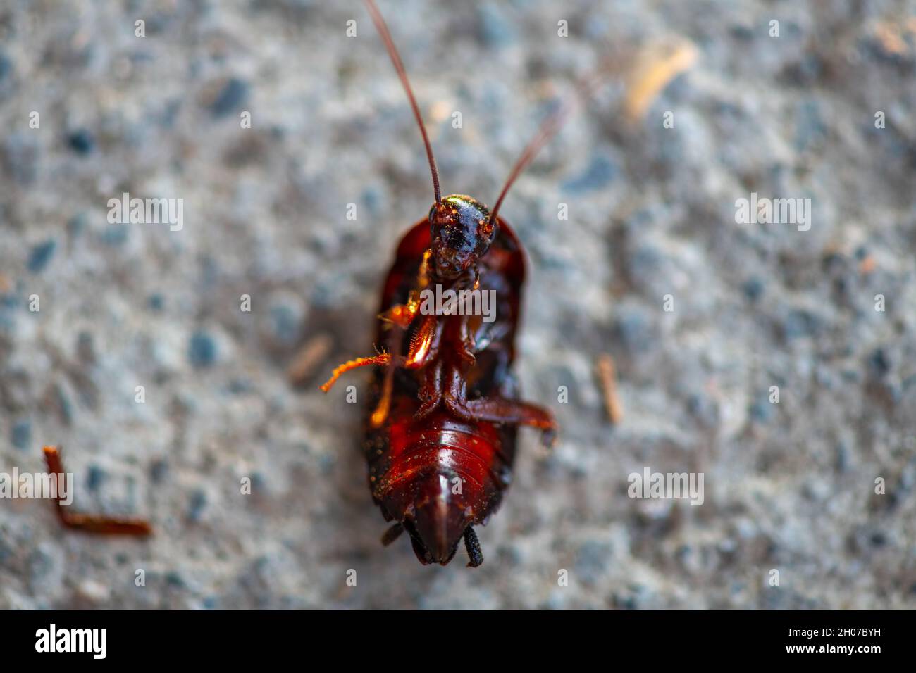 Synanthropic insect of the order of cockroaches Stock Photo