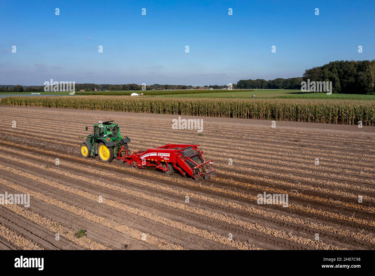 Potato harvest, so-called split harvesting method, first the tubers are taken out of the ground with a row-laying machine, Photo, then, after a short Stock Photo