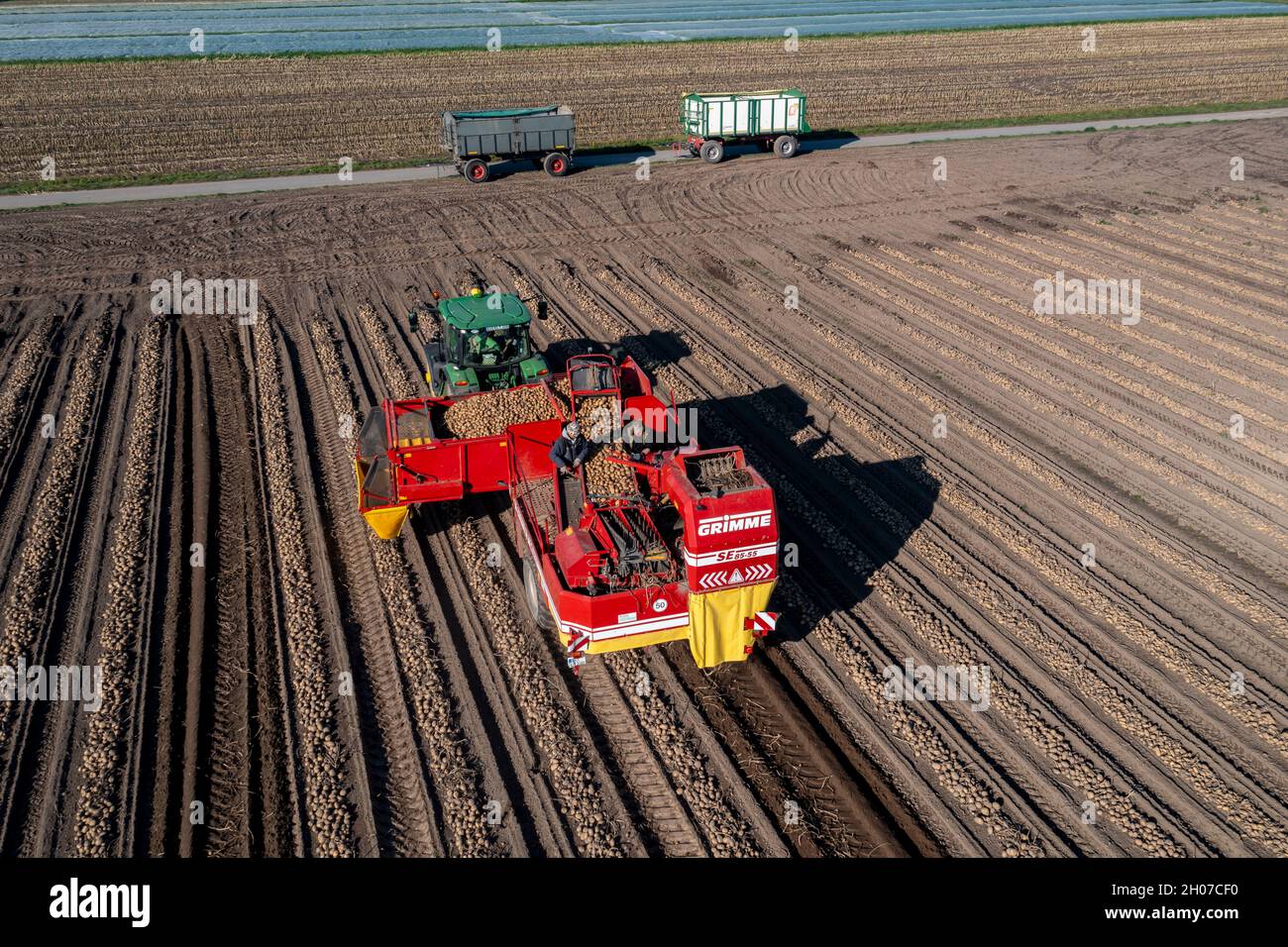 Potato harvest, so-called split harvesting method, first the tubers are taken out of the ground with a row-laying machine, then, after a short drying Stock Photo