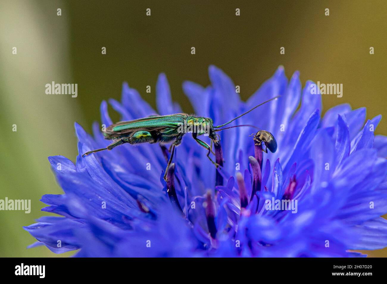 green metallic glossy jewel beetle on blue cornflower with little other beetle eating together - macro image Stock Photo