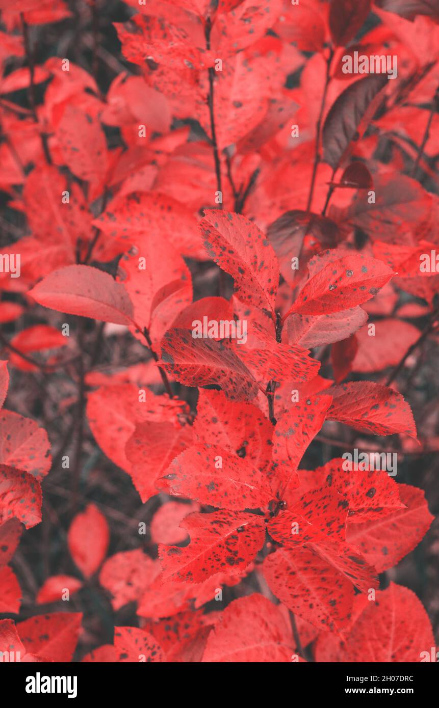 Red autumn leaves on a gray background. Abstract autumn background with speckled foliage. Stock Photo