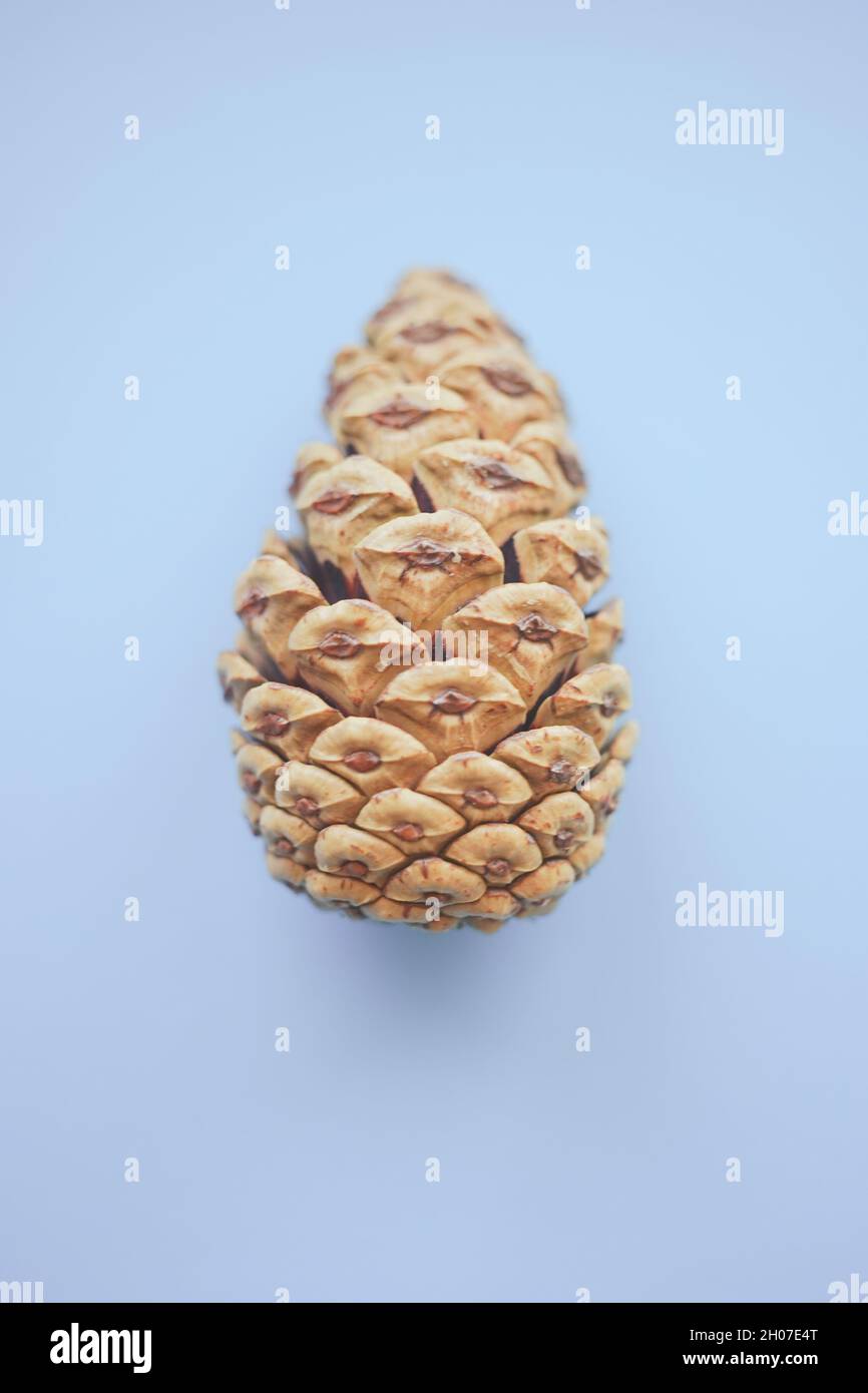 one pine cone on a pale blue paper table. Stock Photo