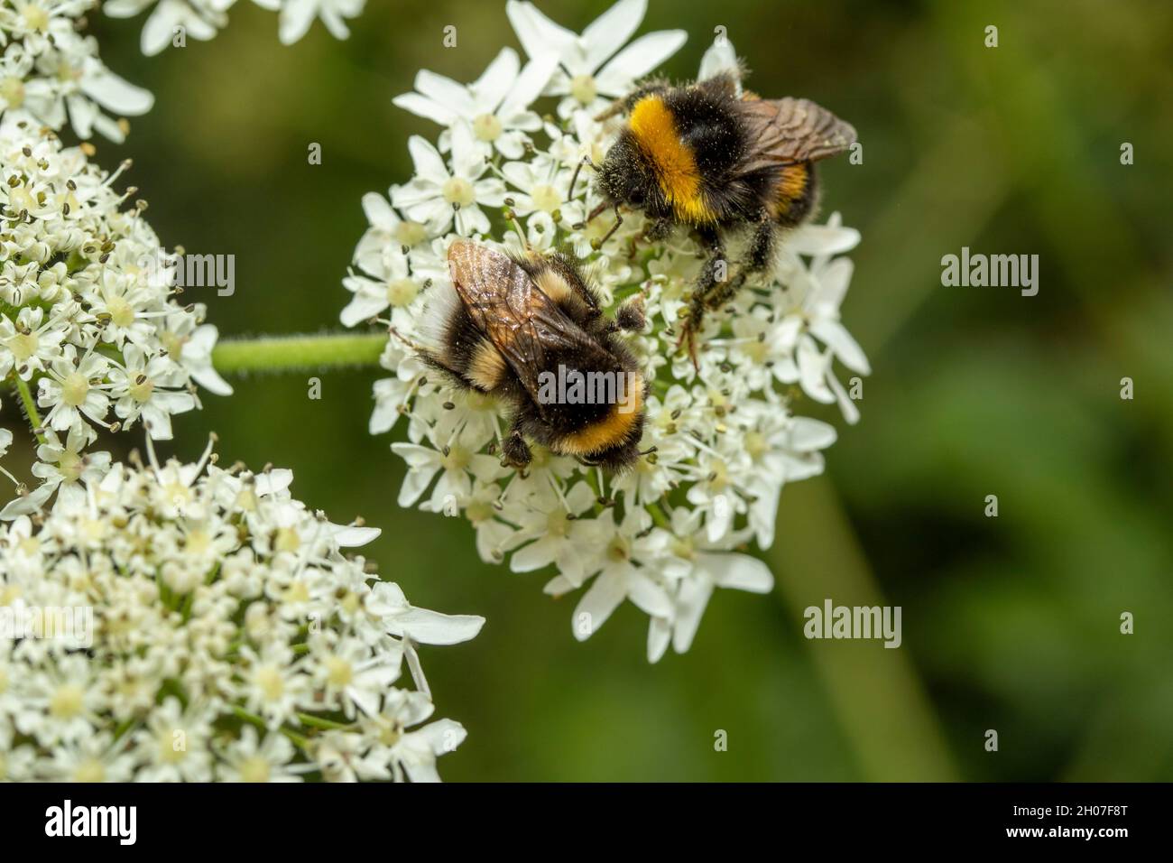 Hedgerow Hogweed flowers in close-up Stock Photo