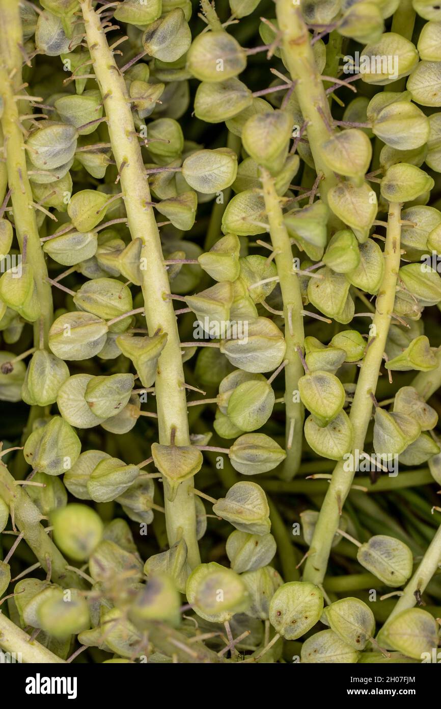 Closeup abstract of grape hyacinth seed pods, natural textures and