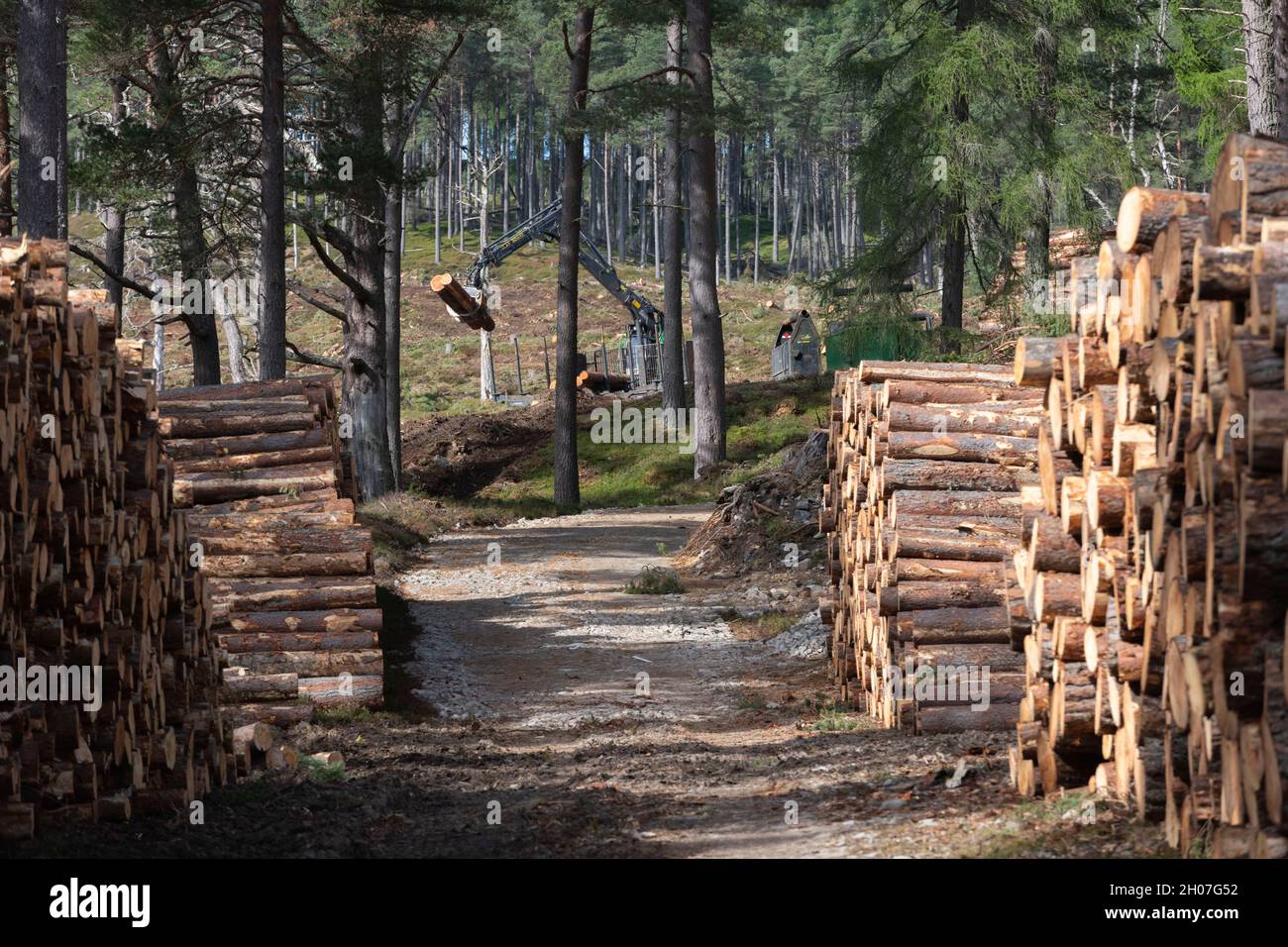 A Tractor with a Crane Collects Logs and Stacks Them Ready for