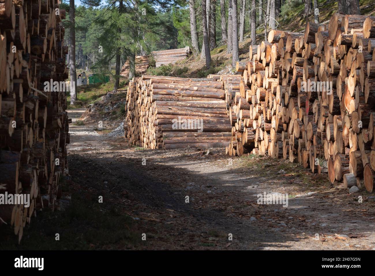 Piles of timber ready for transportation hi-res stock photography and ...