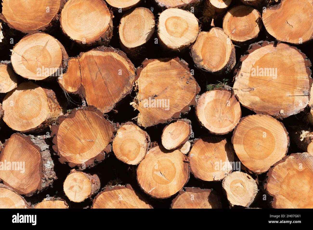 A Stack of Scots Pine (Pinus Sylvestris) Logs Showing the Timber in Cross-Section Stock Photo