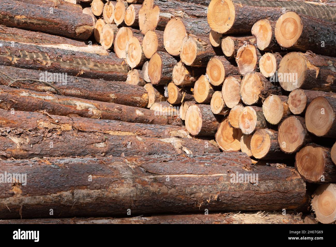 A Stack of Scots Pine Logs (Pinus Sylvestris) in Sunshine Stock Photo