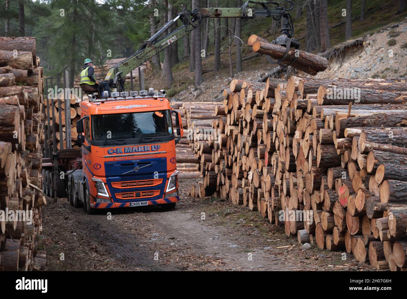 An Operator Removes Logs From a Roadside Stack in a Highland Forest and Loads Them on a trailer Ready for Transportation Stock Photo