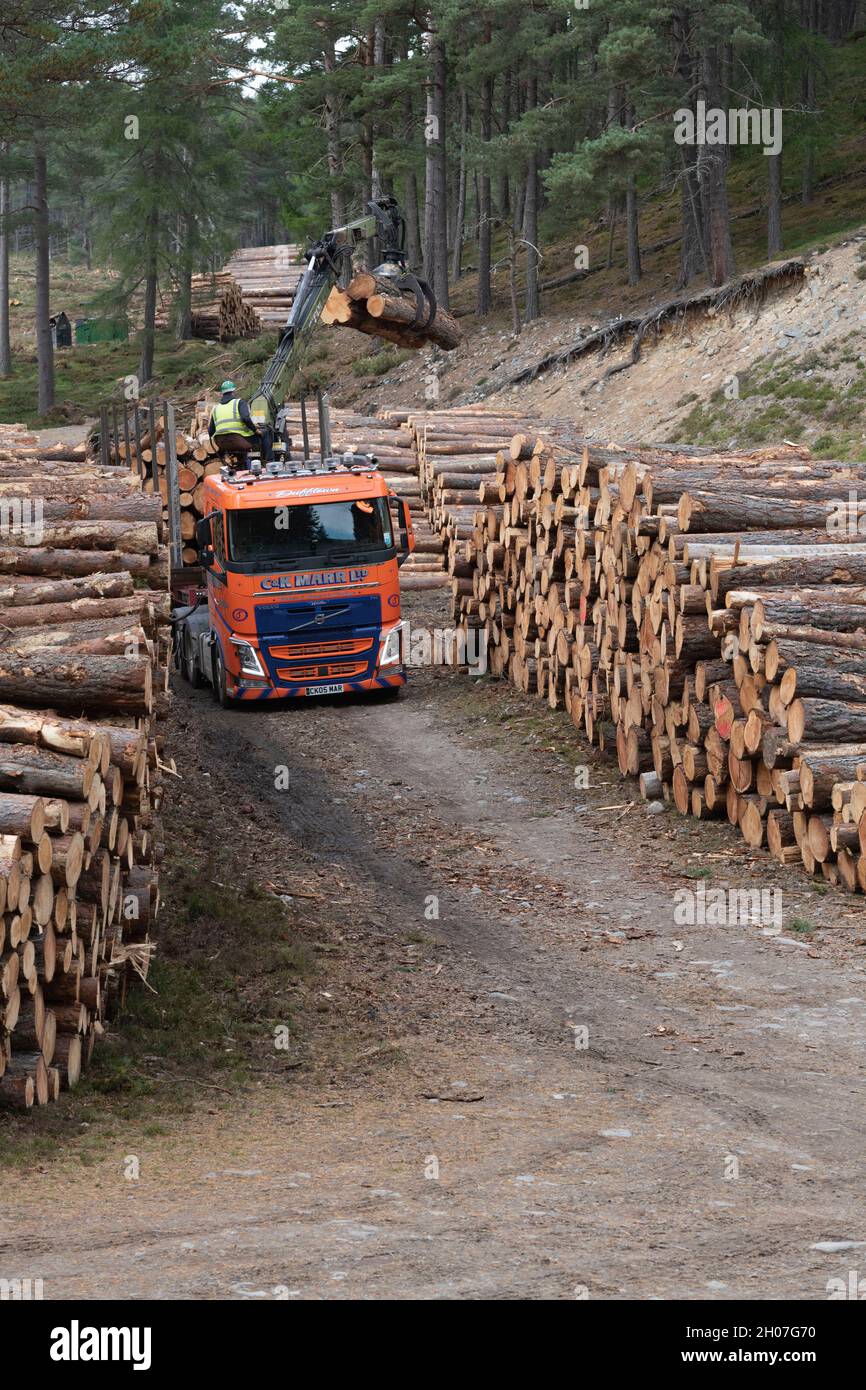 Logs Stacked in a Forest in the Highlands of Scotland Being Loaded on to an Articulated Lorry Using a Trailer Mounted Hoist Stock Photo