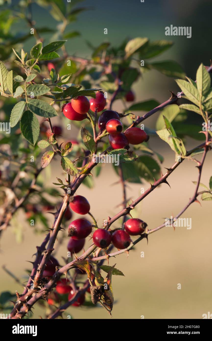 Rosehips, the Red Fruits of the Wild Flower Dog-Rose (Rosa Canina) Growing in a Hedgerow in the Countryside Stock Photo