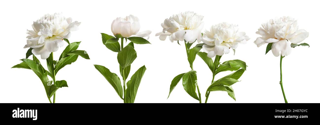 Set of beautiful peony flowers on white background Stock Photo - Alamy