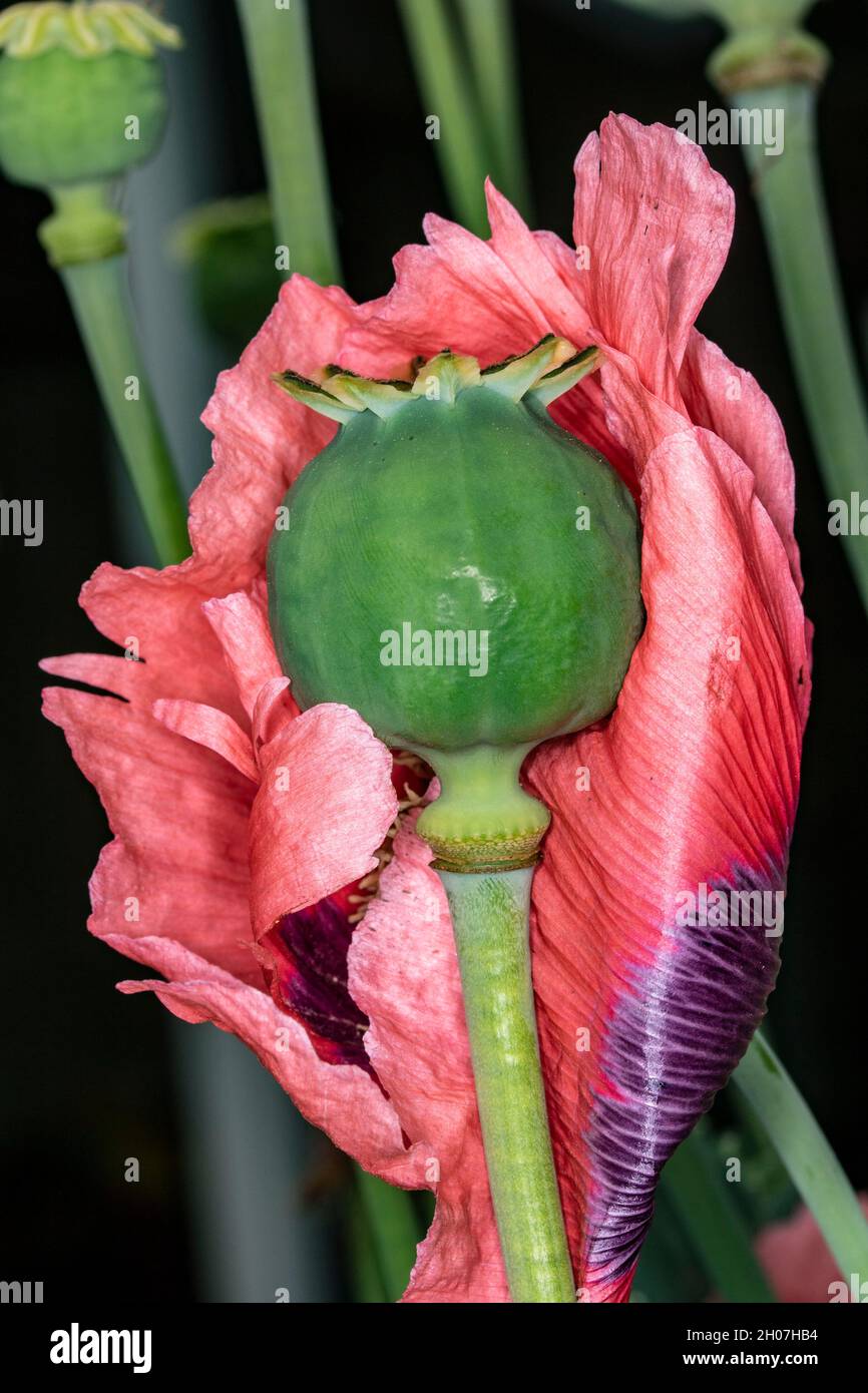Semi abstract plant portrait of Opium Poppy (Papaver somniferum) flower head in an English urban garden, United Kingdom, Europe Stock Photo