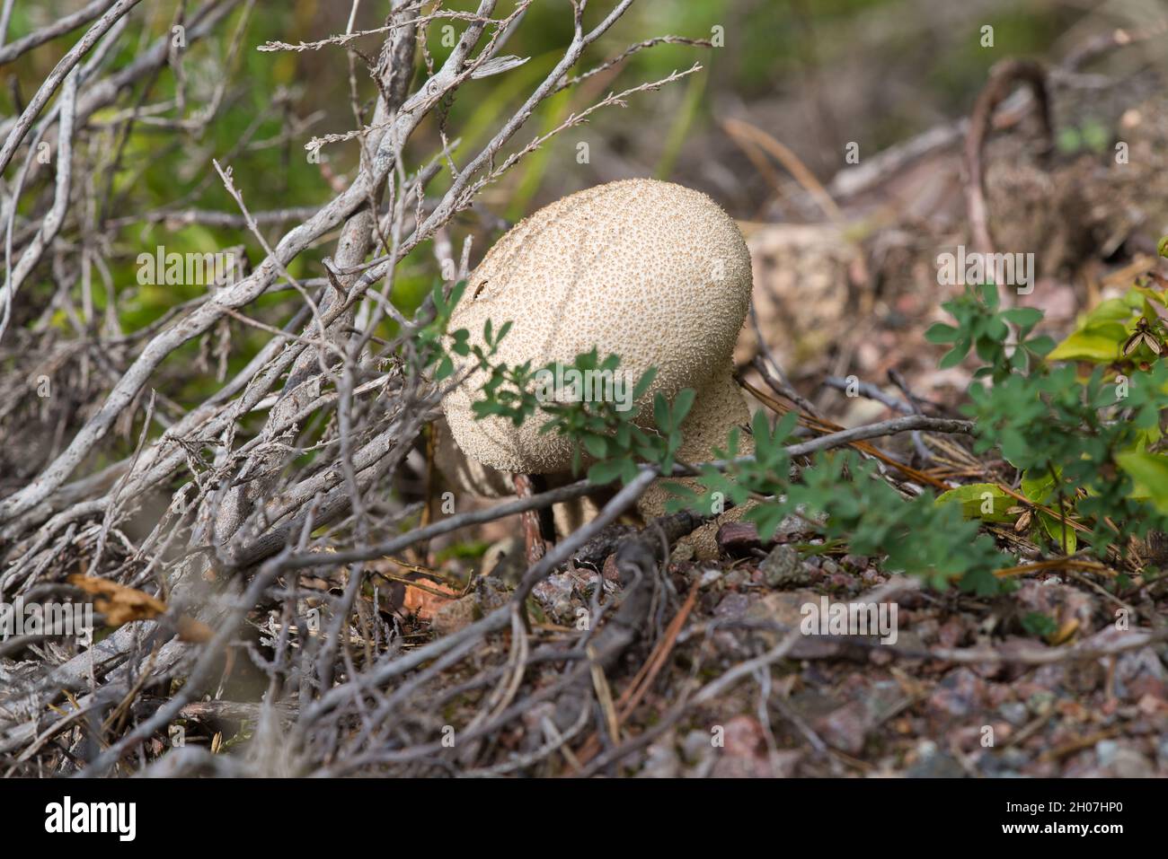 a Lycoperdon perlatum, popularly known as the common puffball, emerging from the forest ground Stock Photo