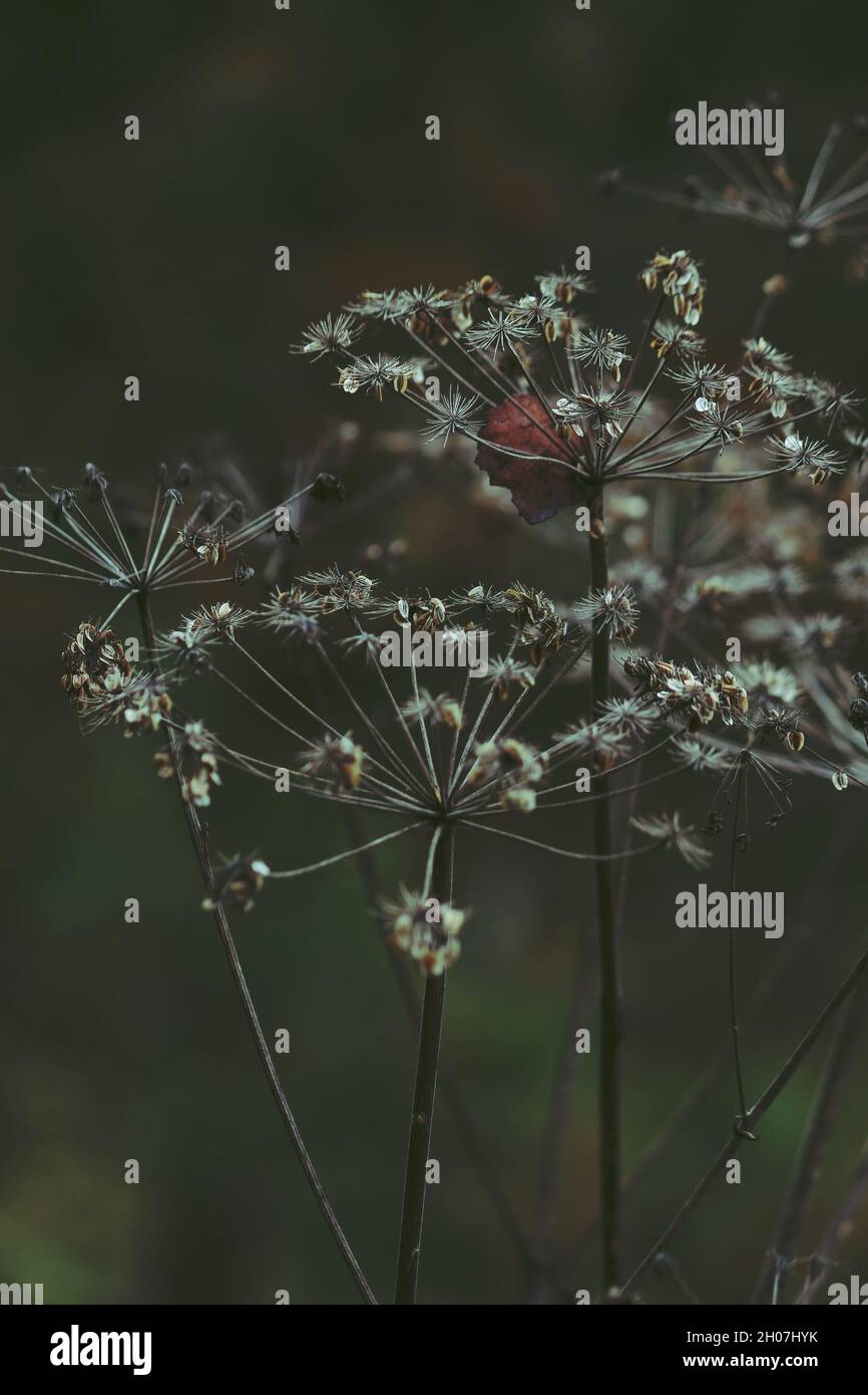 Dry inflorescences of an umbrella plant with brown seeds on a green
