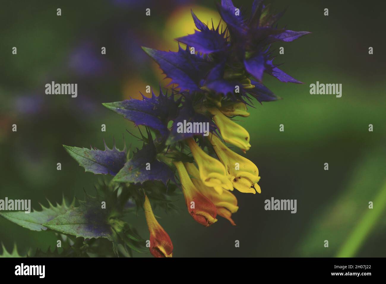Ivan da Maria, Melampyrum nemorosum, Wood Cow-wheat. Violet-yellow flowers of Ivan da Marya in green meadow. Bright summer natural flower background. Stock Photo