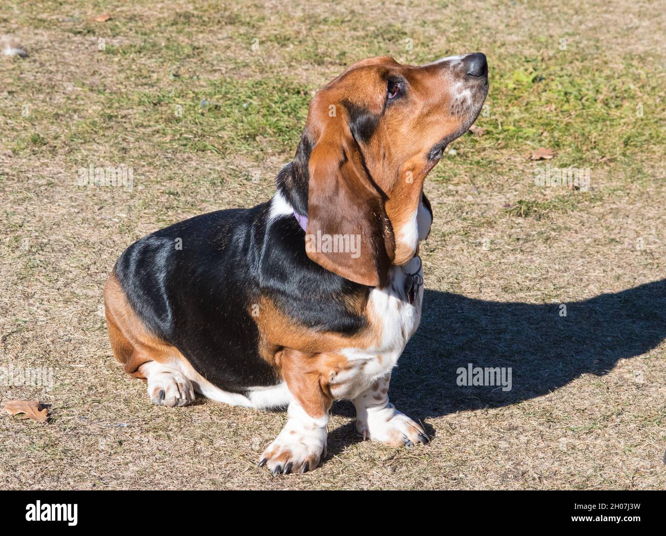 fluffy Stock Photo