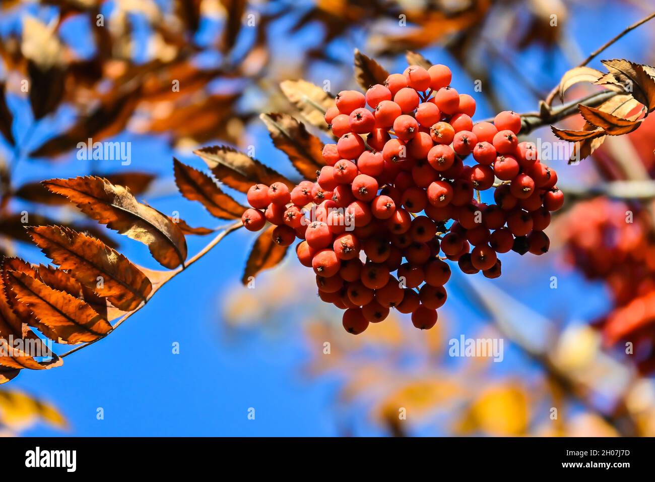 Bunches red rowan berries on hi-res stock photography and images - Alamy