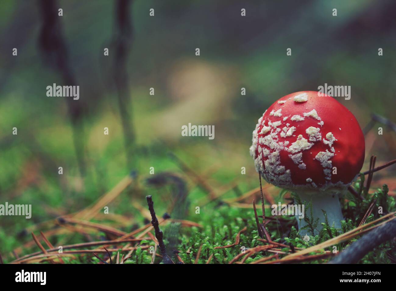 Fly Agaric, Amanita muscaria, Fly Amanita. Natural autumn background with red cap mushroom. Amanita with bright red cap with white spots in green moss. Stock Photo