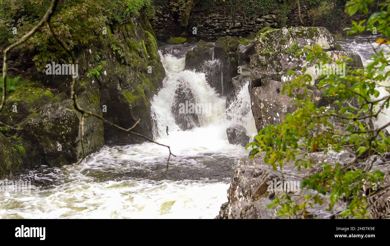a salmon leaping at the foot of white water cascading over the