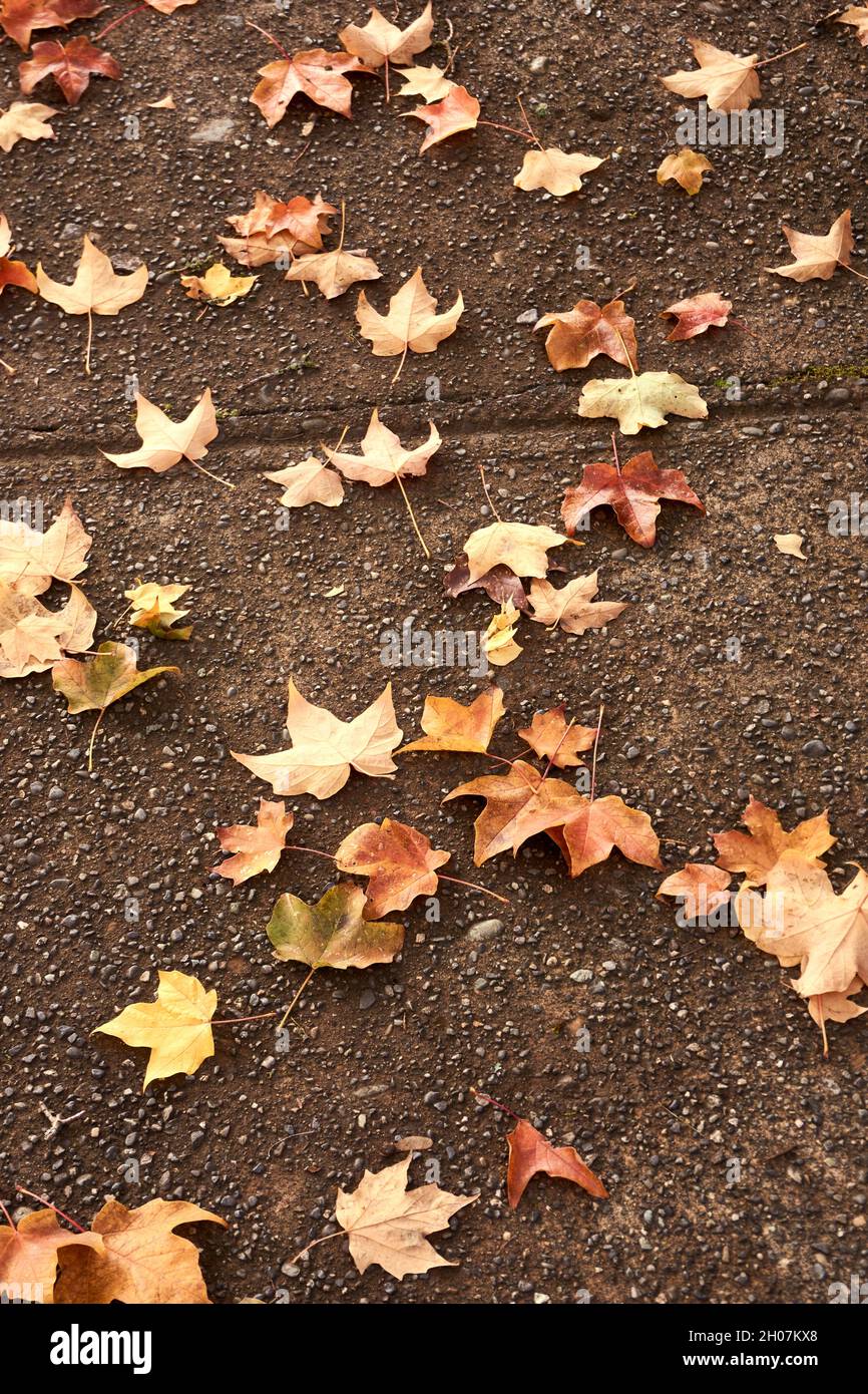 Colorful fall maple leaves scattered on the sidewalk Stock Photo