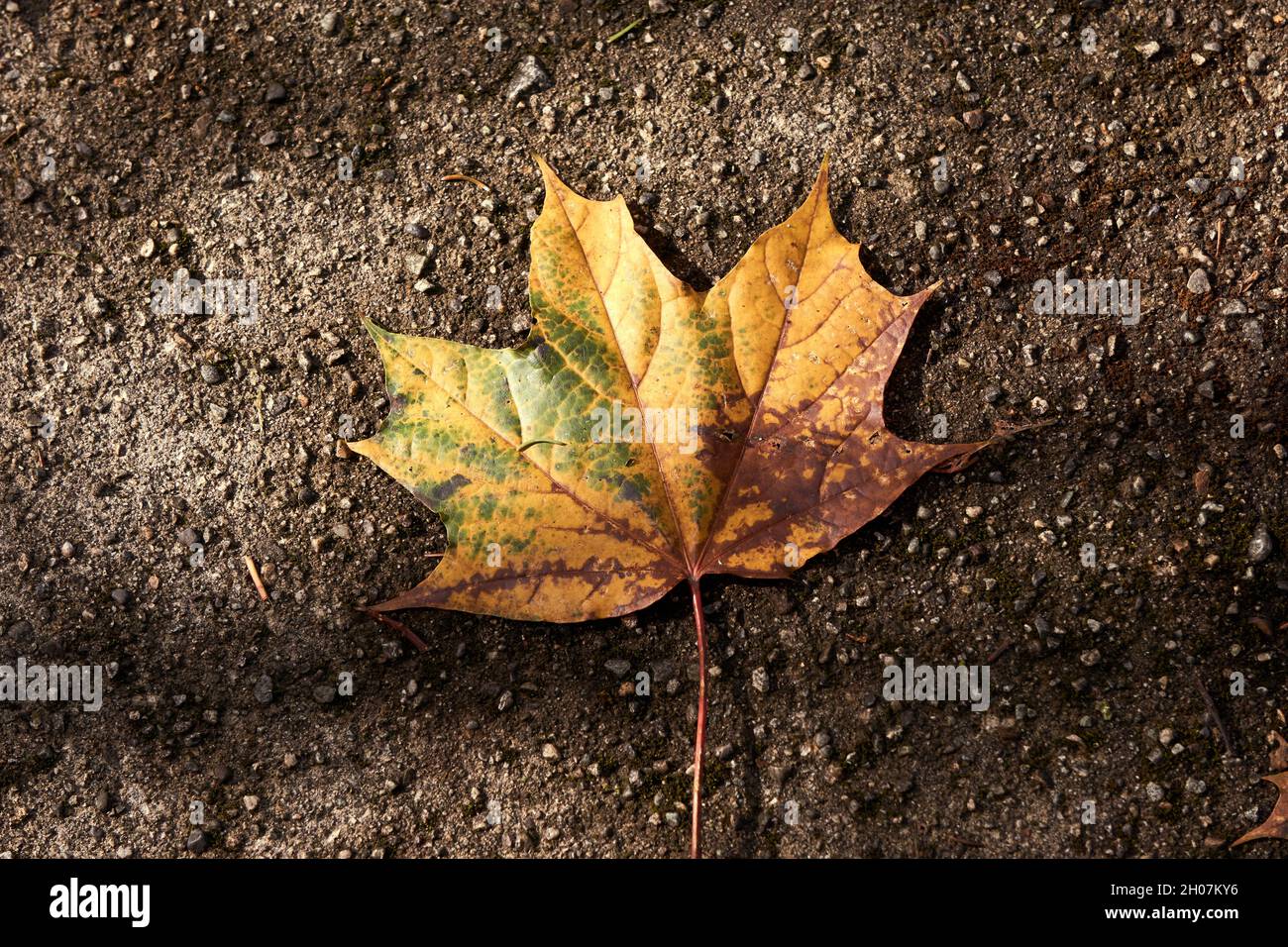 Closeup of a colorful fall maple leaf lying on the sidewalk Stock Photo