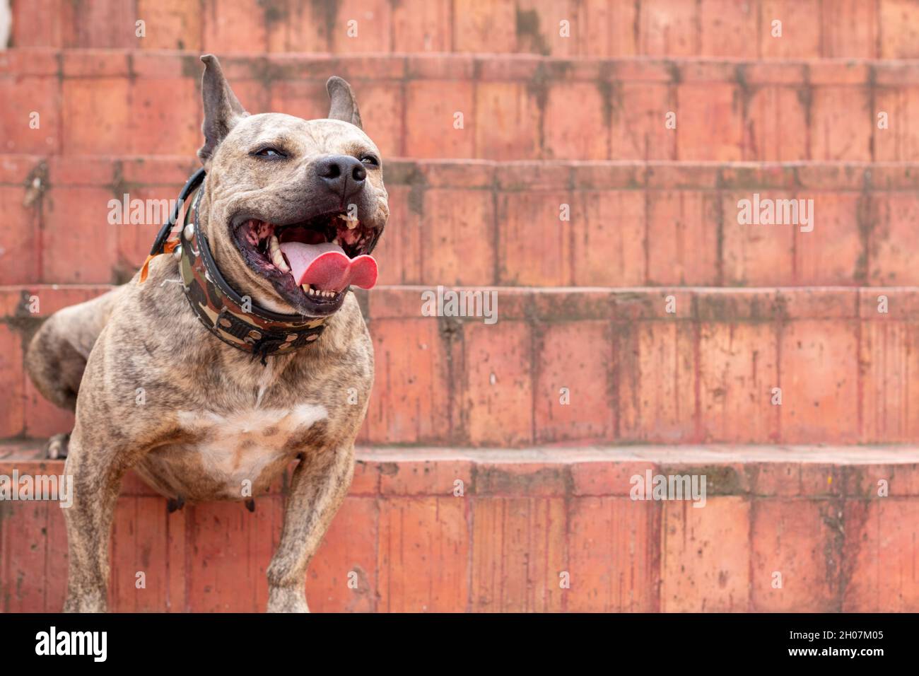 Beautiful female pitbull panting and resting on orange stairs. Breaking patterns. Dog smiling with tongue out. Stock Photo