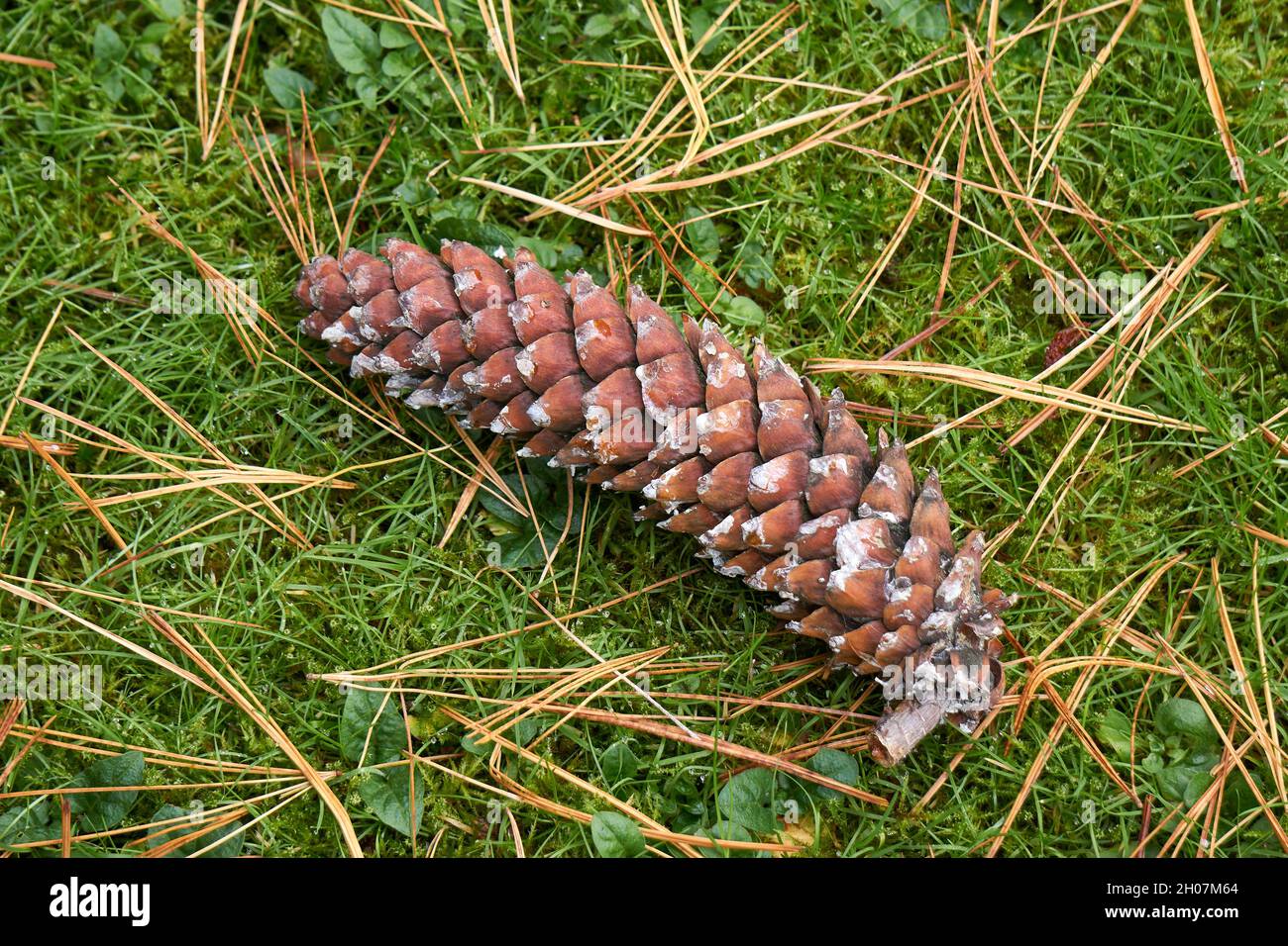 Closeup of a large pine cone from a spruce tree lying in the grass surrounded by needles Stock Photo