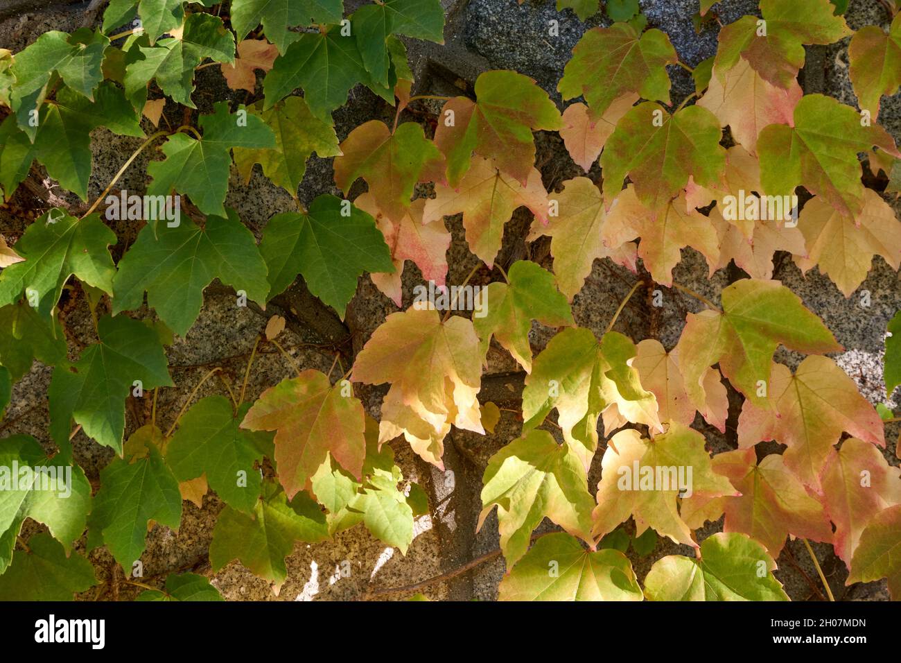 Closeup of Japanese Ivy or Boston Ivy vine in the fall (Parthenocissus tricuspidata) Stock Photo