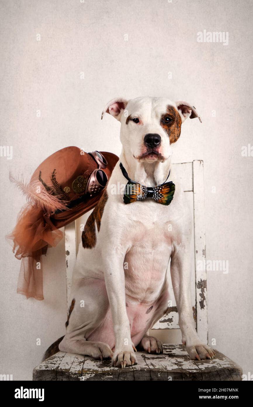 Clearance american stanford chair terrier Flash Sales