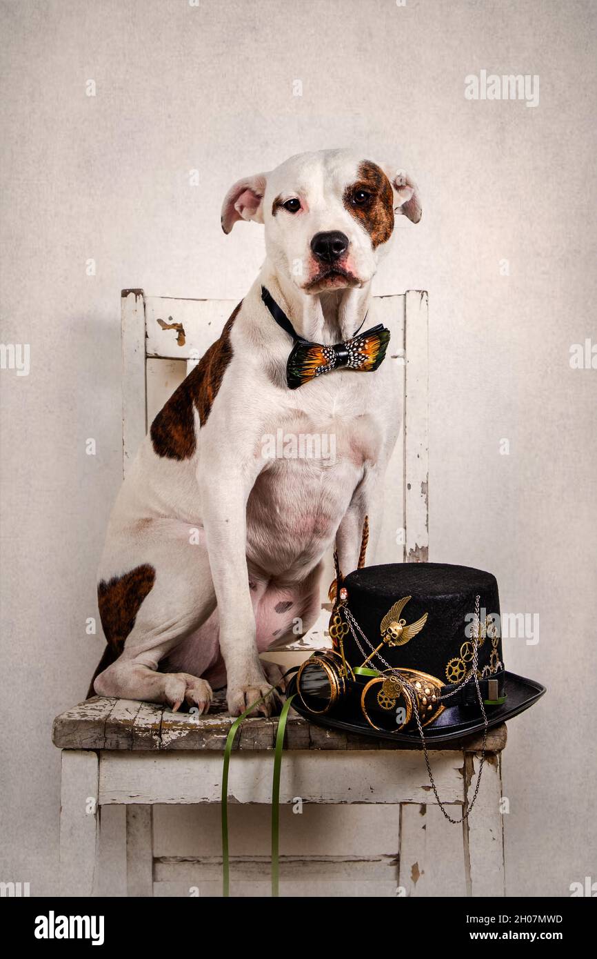Dog Sitting on an Old Chair Wearing a Peacock Feather Bow Tie in ...