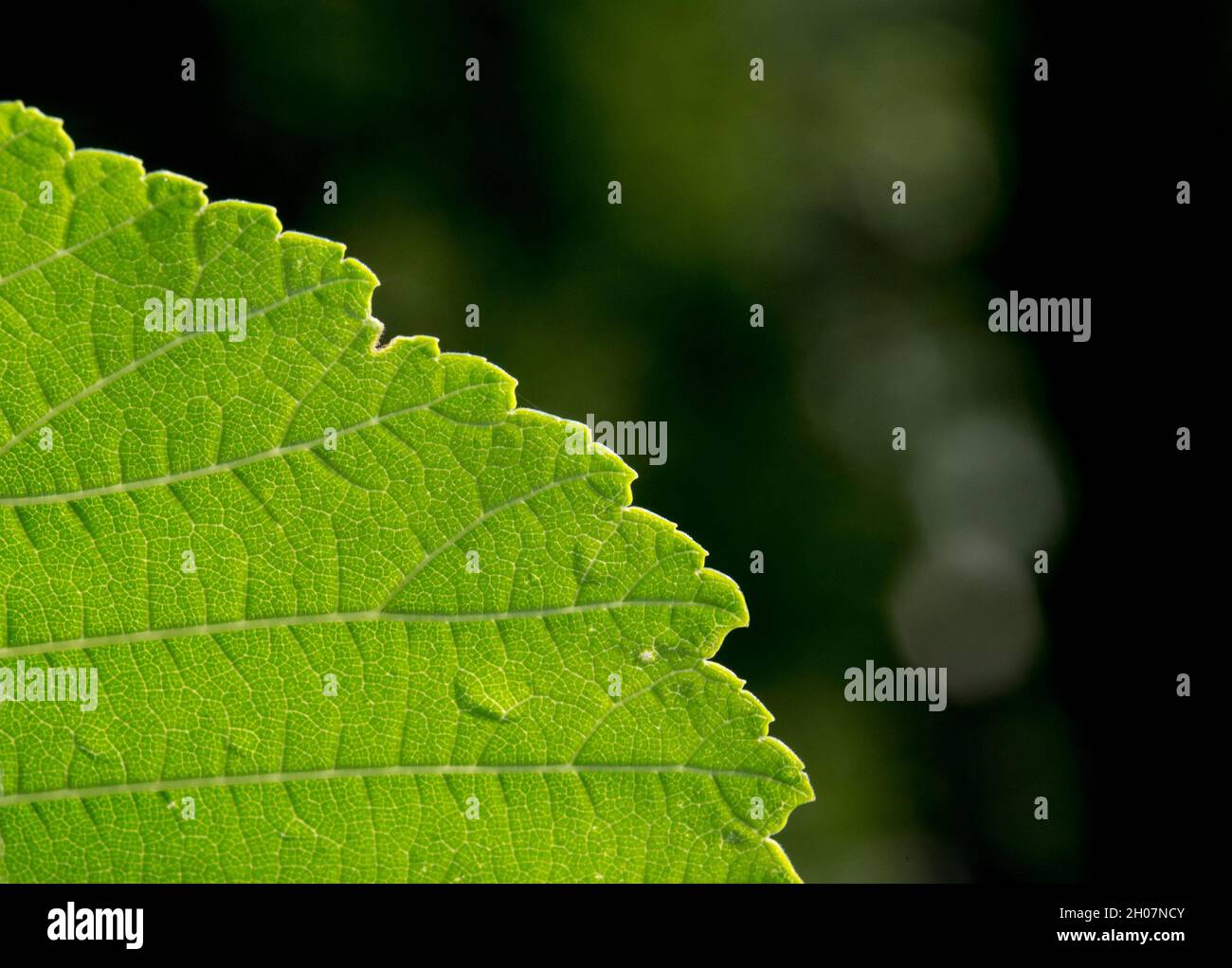 Close up of elm leaf (Ulmus) with fresh green color and texture Stock Photo