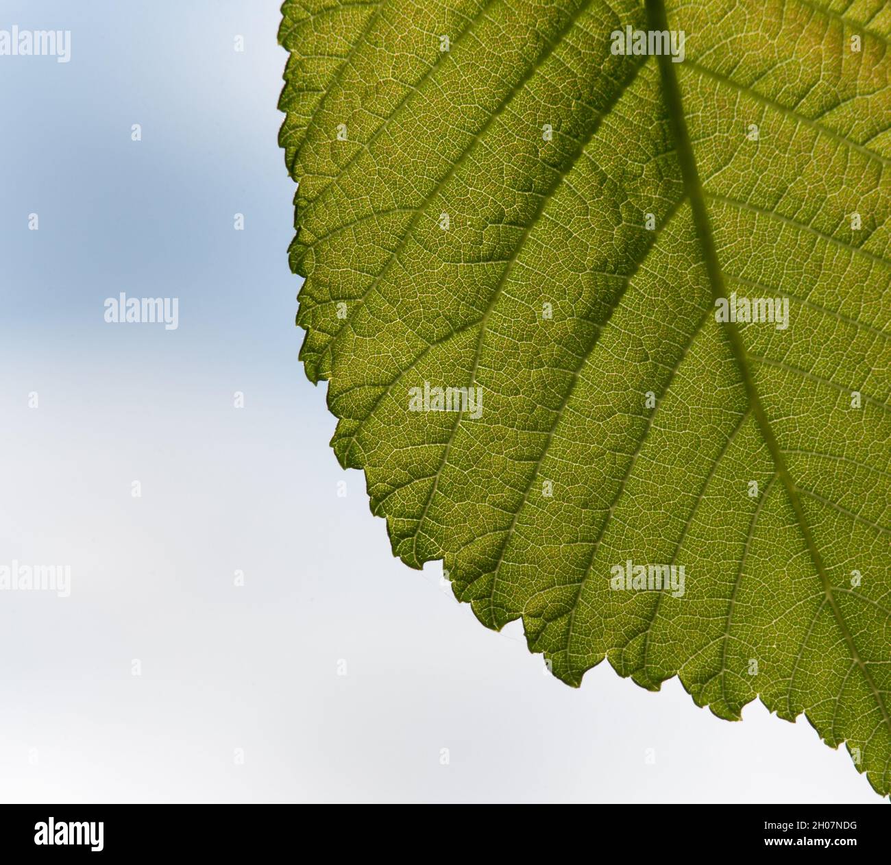 Close up of elm leaf (Ulmus) with fresh green color and texture Stock Photo