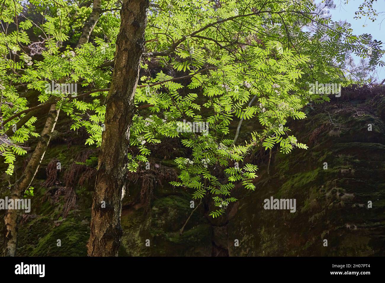 Spring Green Leaves of a Tree Stock Photo - Alamy