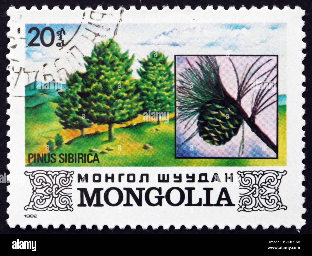 MONGOLIA - CIRCA 1982: a stamp printed in Mongolia shows Siberian Pine, Pinus Sibirica, Tree, circa 1982 Stock Photo