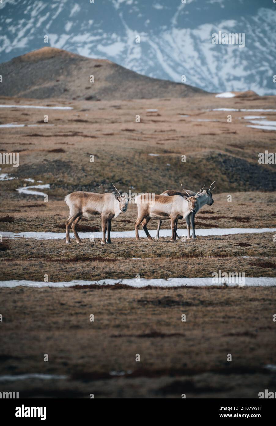 Herd of wild reindeer in Iceland during winter looking at camera. Stock Photo