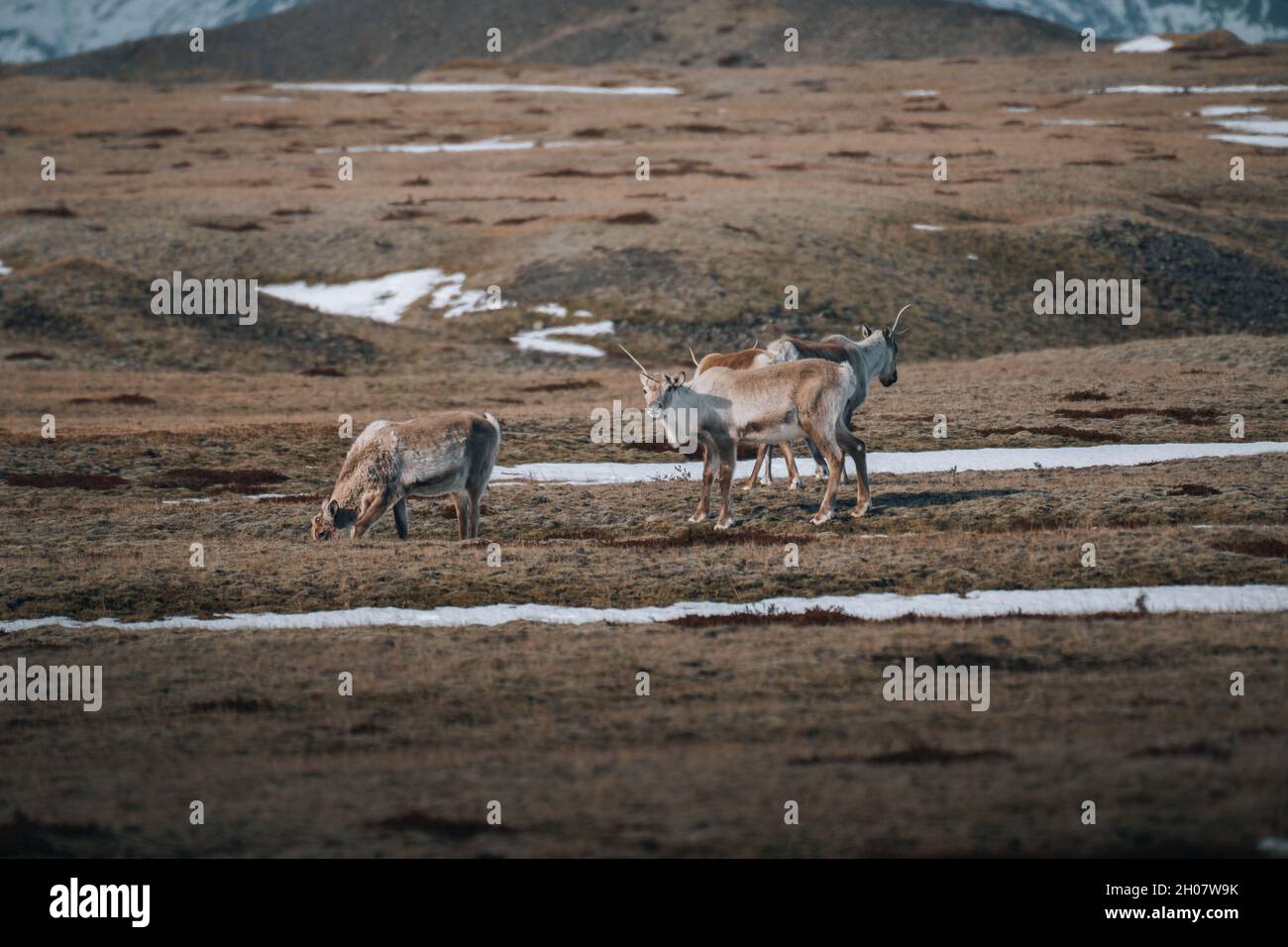 Herd of wild reindeer in Iceland during winter looking at camera. Stock Photo