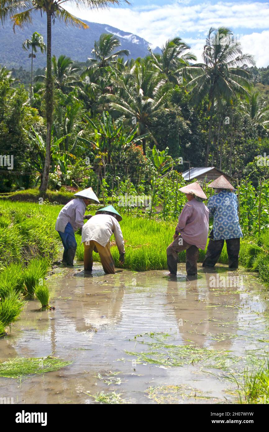 Women wearing conical Asian straw hats in a rice paddy field planting rice plants in muddy water, near Bukittinggi, West Sumatra, Indonesia. Stock Photo