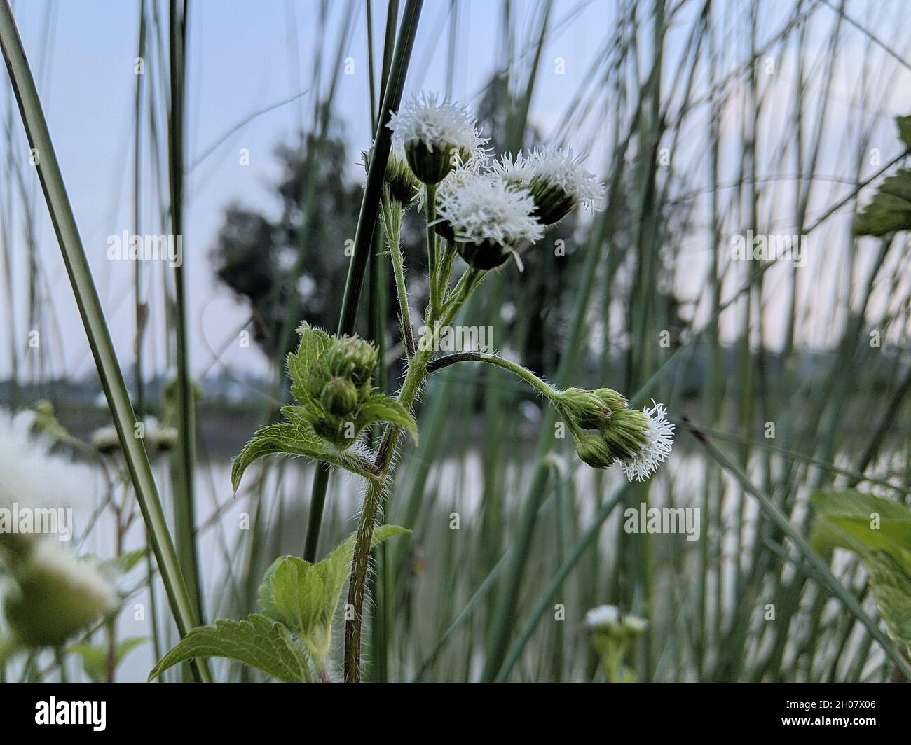 Close-up shot of a whiteweed on the background of a beautiful lake. Stock Photo