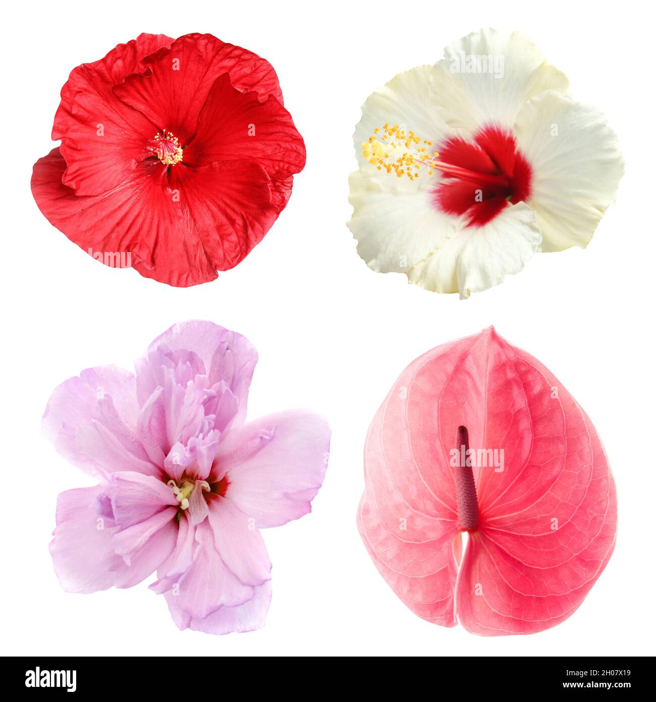 Set with beautiful tropical flowers on white background Stock Photo - Alamy